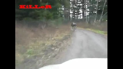 Екстремно преследване на лос!