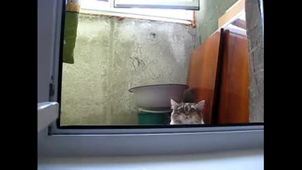 Котка терминатор