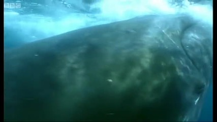 Fur seals and whales feast on Krill - Blue Planet - Bbc 