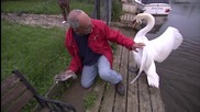 Мъж спасява малък лебед!