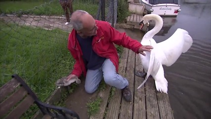 Мъж спасява малък лебед!