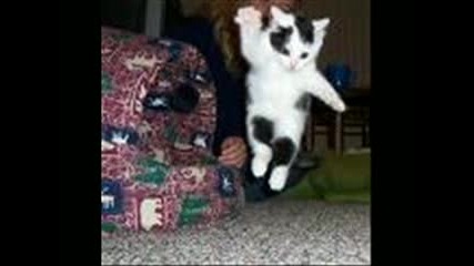 Котки