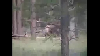Elk