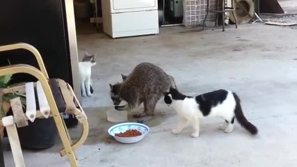 Миеща мечка краде храна от котките!