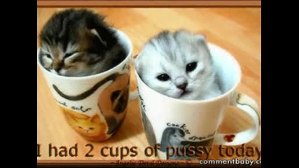 * Animal Animation