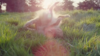 Котка която иска да е куче