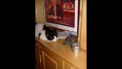 Най - сладкото коте което сте веждали