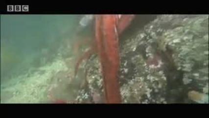 Wow! Giant octopus - extreme animals - Bbc wildlife 