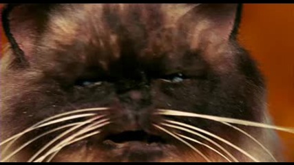Date Movie Котка с Растройство