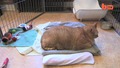 Това ли е най-дебелата котка на света?