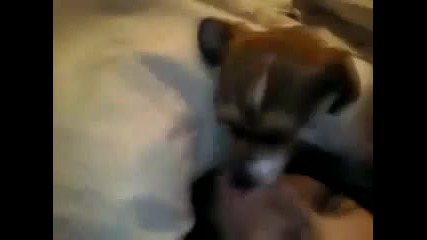 Пияно момиче се целува с куче ! 