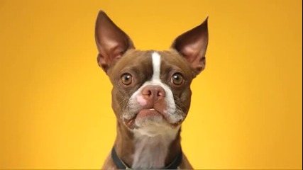 Doggie Dentures - Pedigree® Dentastix® Commercial