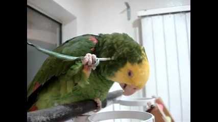 Много умен папагал се чеше с перо 