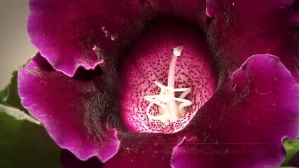 nature kloxinia