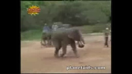слон футболист 