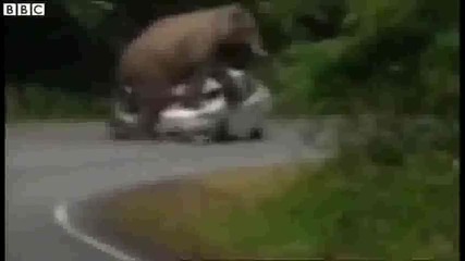 Слон смачква кола в национален парк в Тайланд