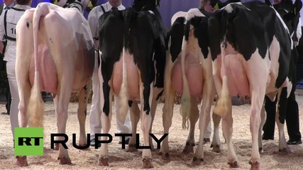 Germany: Udderly gorgeous Lady Gaga cow wins this year's Hostein show