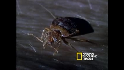 Bed Bugs 