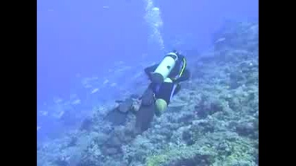 Морски свят - 4 