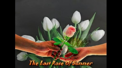 Andre Rieu - The Last Rose Of Summer - Romance For You Ii 