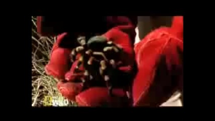 Nat Geo Wild - Bite Me with Dr Mike Leahy 