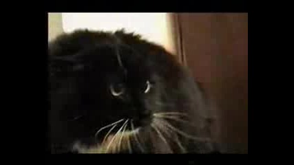 говореща котка