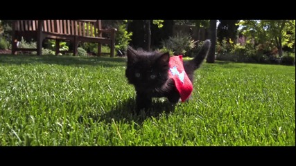Cute Kittens Fly in Slow Motion to Hip Hop Dubstep