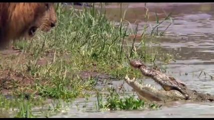 Ето затова лъвът е кралят на джунглата