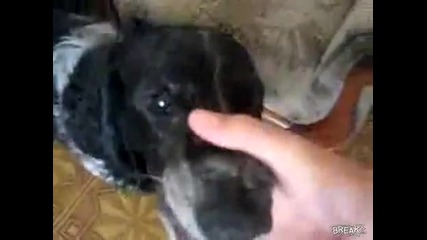 Beatboxing Dog