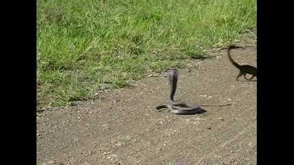 кобра срещу мангуста