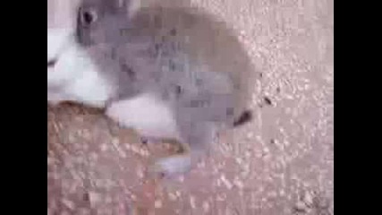 заешки секс