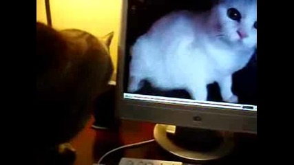 Fisco Се Плаши От Бясна Котка От Youtube