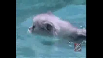 Cats Learning to Swim 