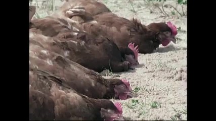 Watch animals being hypnotised! - Supernatural - Bbc Earth 