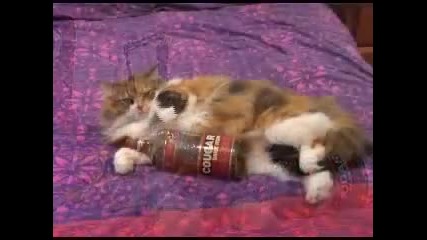 Drunk Cat 