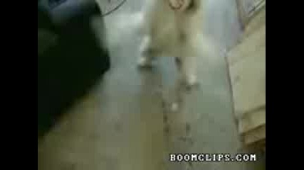 Метъл Куче!!!