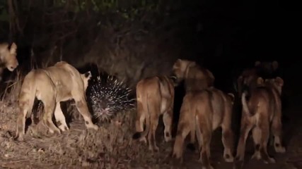 Lions vs Porcupine