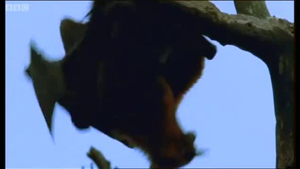Mating fruit bats - Wild Indonesia - Bbc 