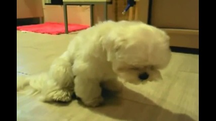 Сладко кученце заспива право и пада !!!
