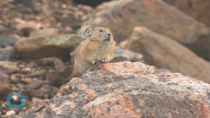 Species That Inspired Pikachu Is Endanger From Climate Change