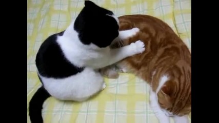 Котешки Масаж