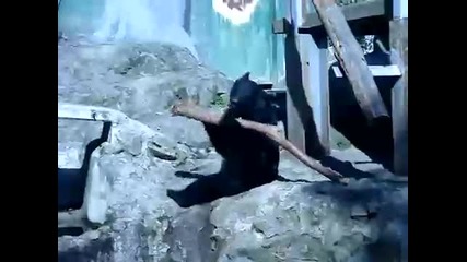 Мечка Нинджа (смях) 