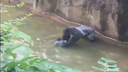Застреляха горила в зоопарк, след като дете влезе в клетката й