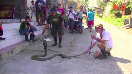 Ловец на змии спасява някои от най-опасните змии в света