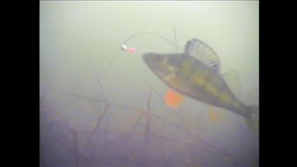 Marmishperch - Web.wmv
