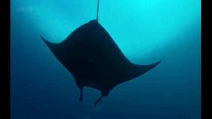 Bbc - Great Barrier Reef - s01e03 - Reef and Beoyond (2012)