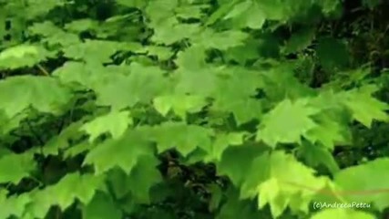 Bernward Koch - Song Of A Young Tree