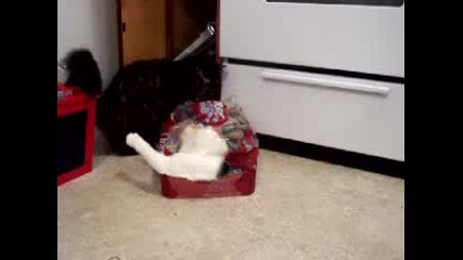 stupid cats