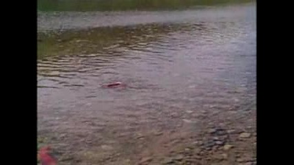 Sockeye Salmon - - National Geographic.flv