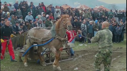 кон Здравко от Копривщица